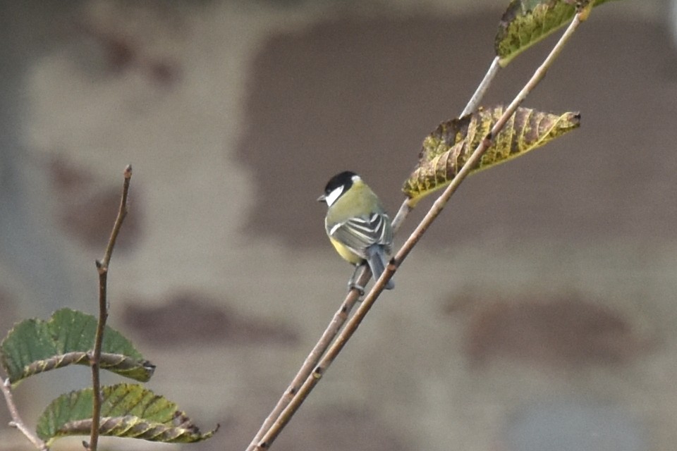 Great Tit - ML609471657