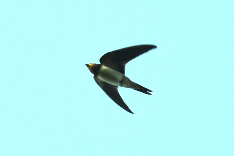 Golondrina Común - ML609471665