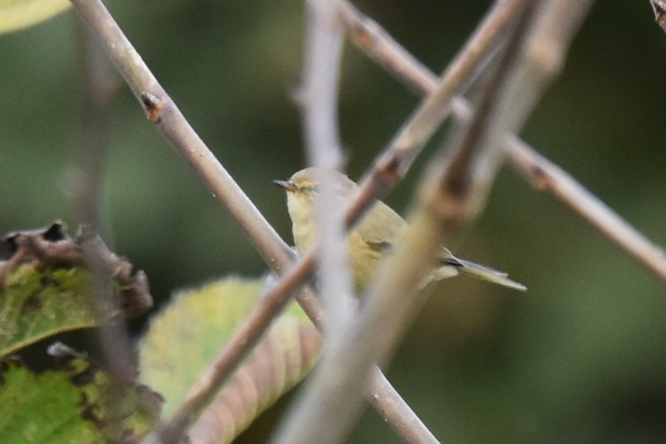 Common Chiffchaff - ML609471671