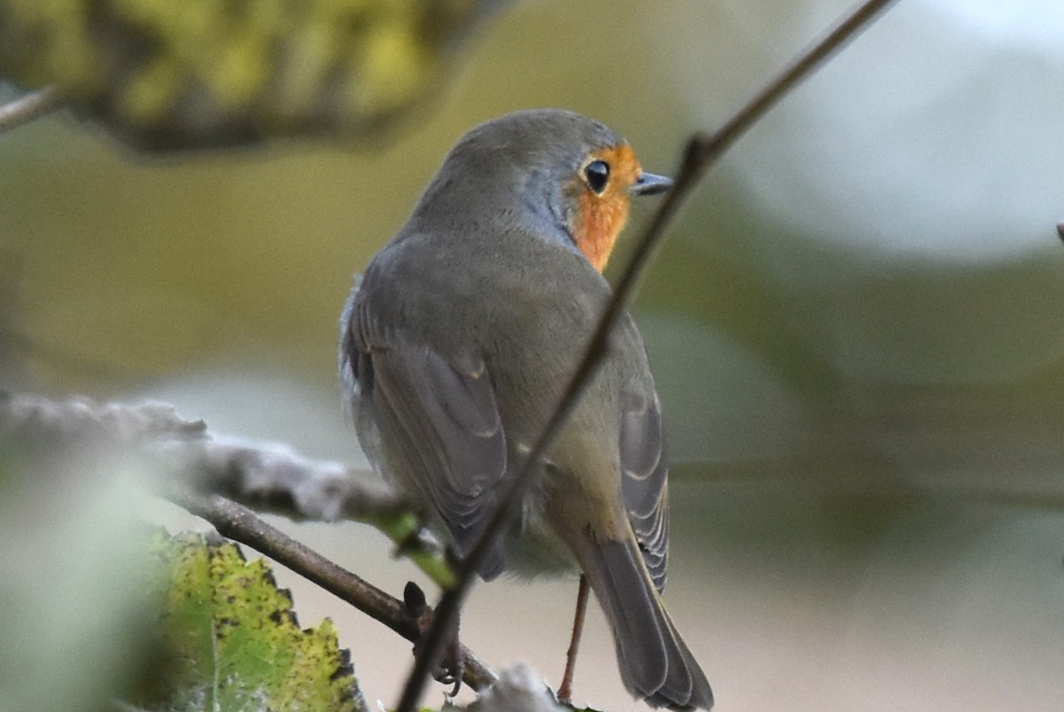 European Robin - ML609471680