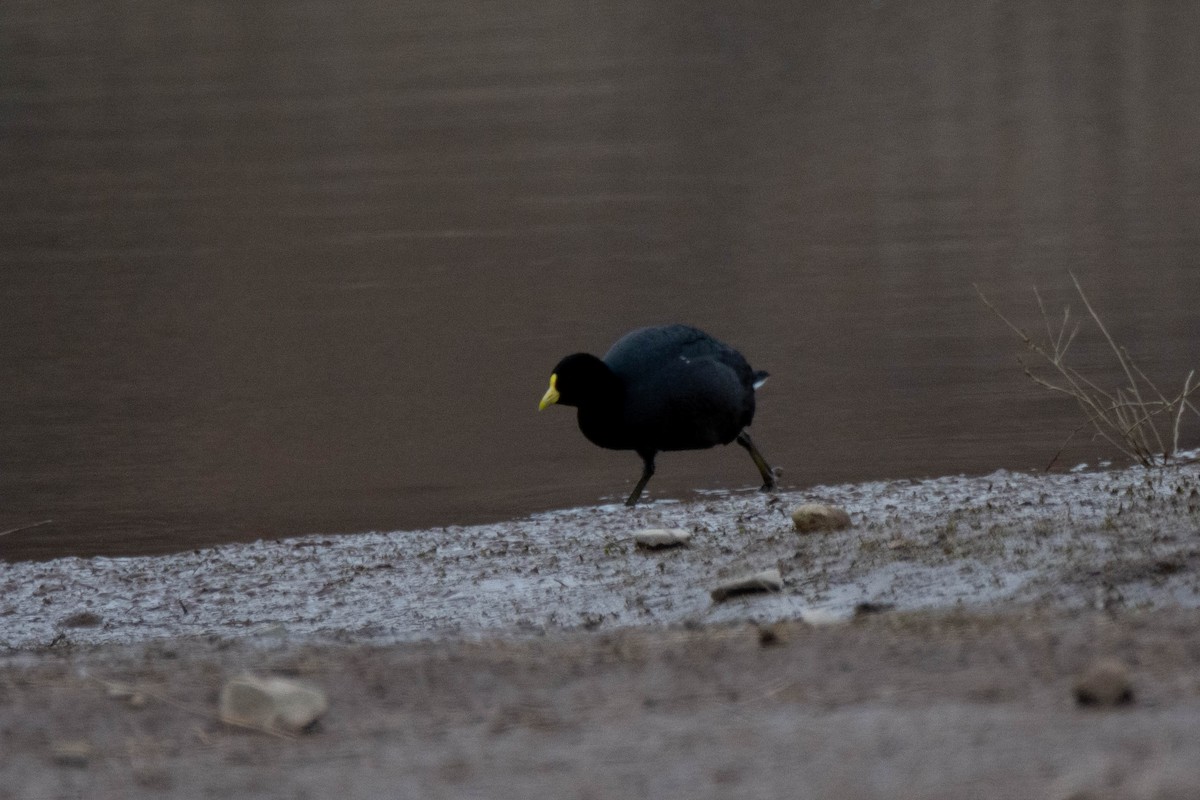 White-winged Coot - Víctor Pintado Gascón