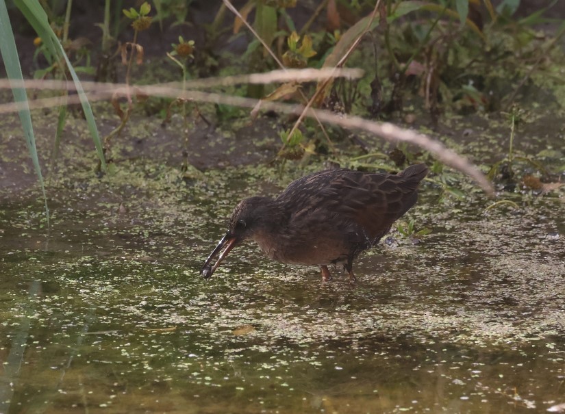 Virginia Rail - ML609471813