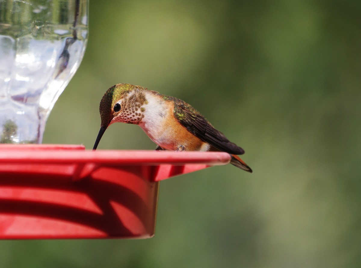 kalypta rezavolesklá - ML609471883