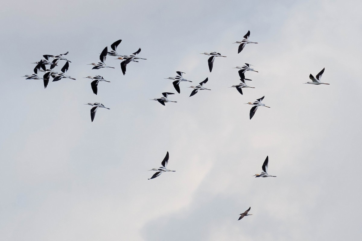 Avoceta Americana - ML609471944