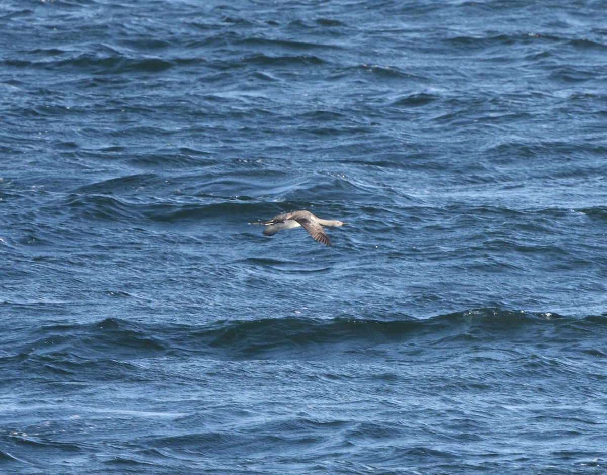 Red-throated Loon - ML609471969