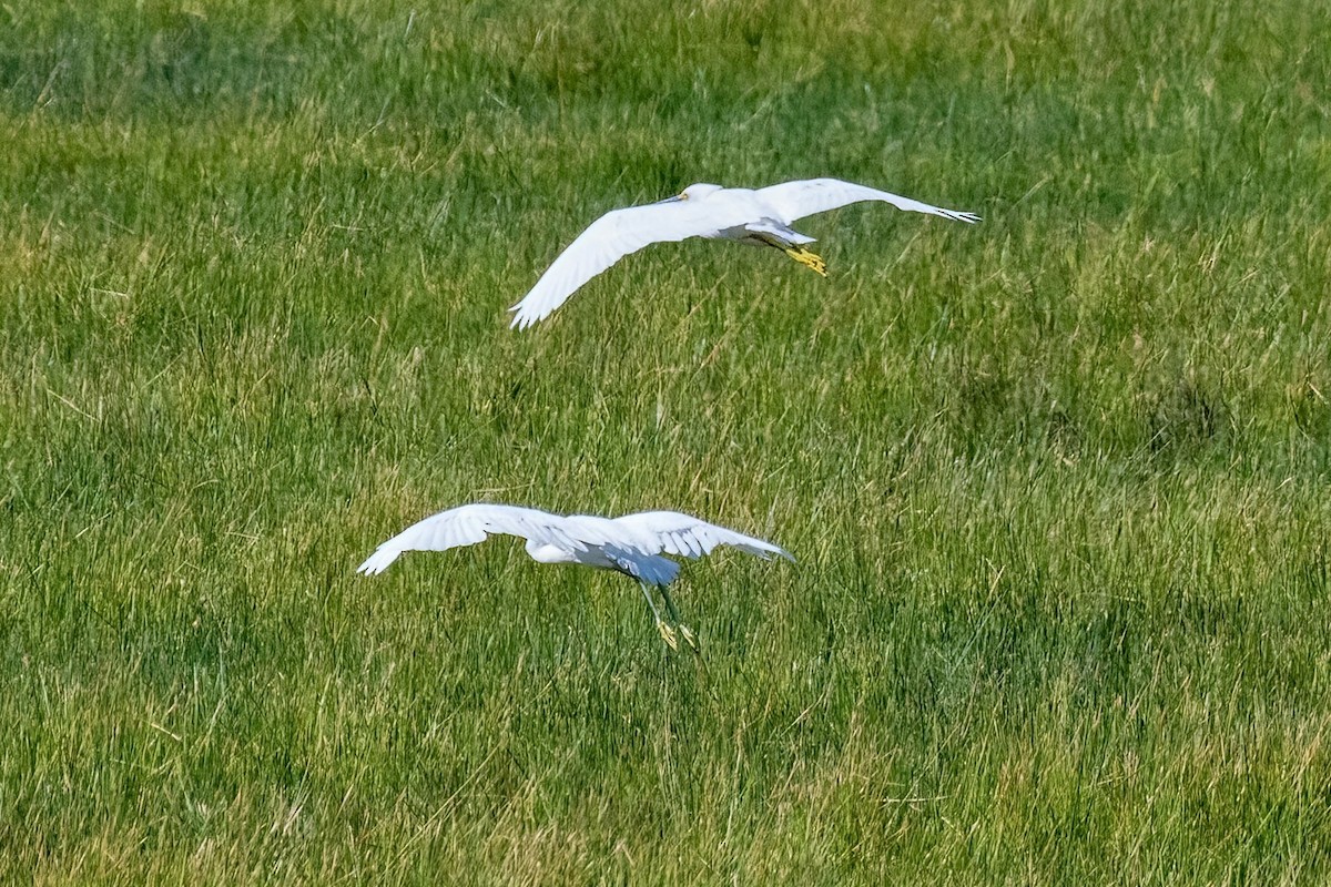 Snowy Egret - ML609471983