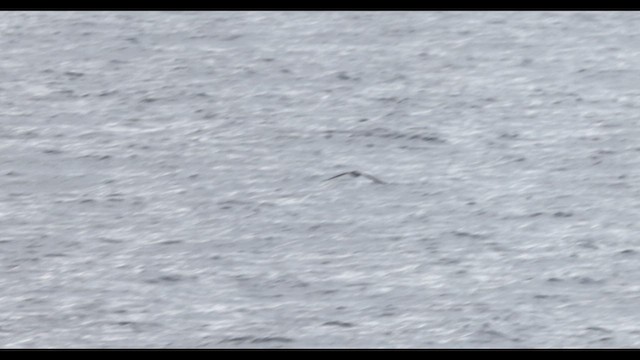 Wedge-tailed Shearwater - ML609472011