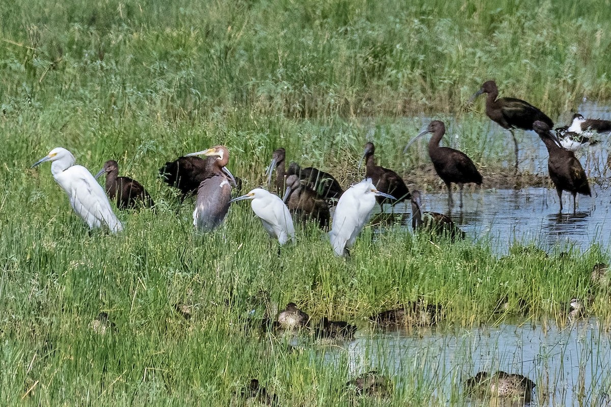 Tricolored Heron - ML609472014