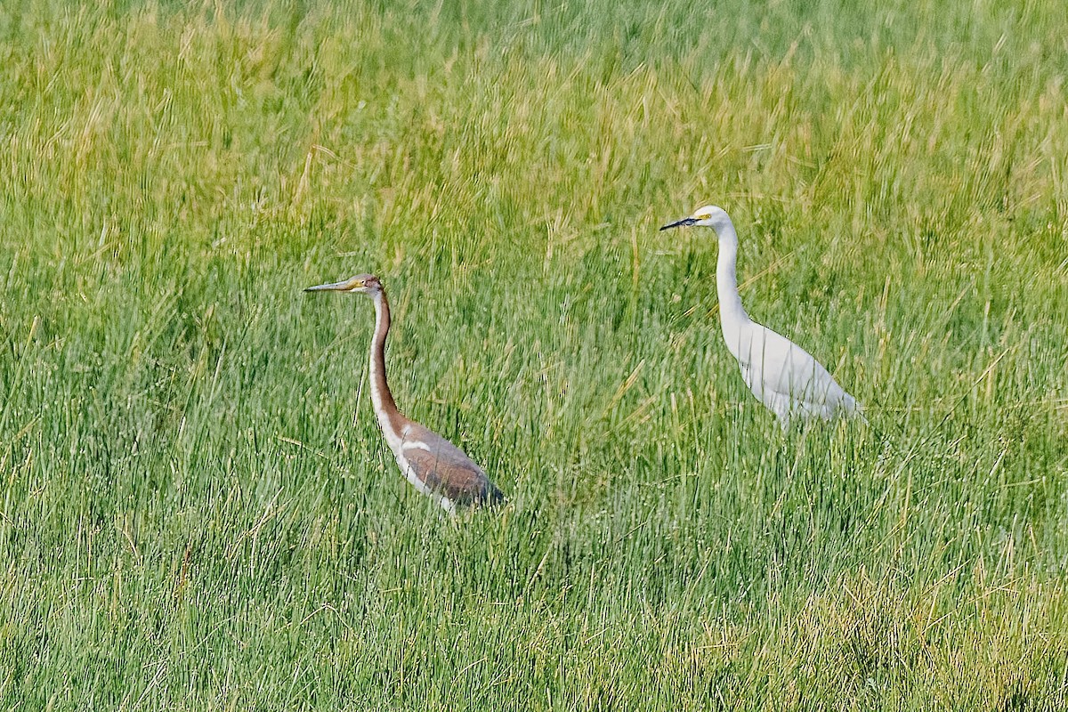 Tricolored Heron - ML609472015