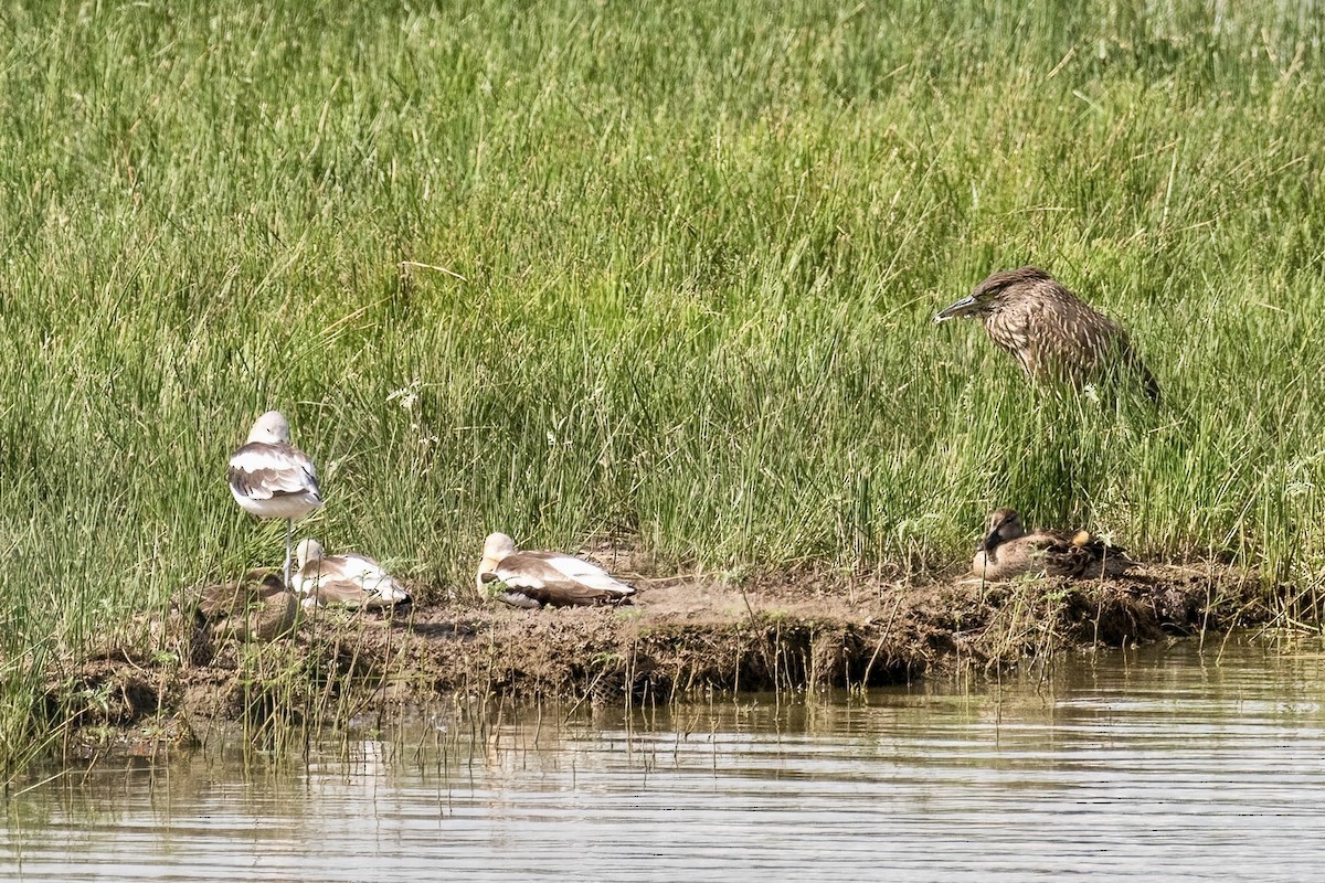 Black-crowned Night Heron - ML609472035