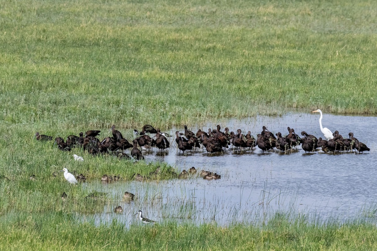 White-faced Ibis - Vicki Wilmarth