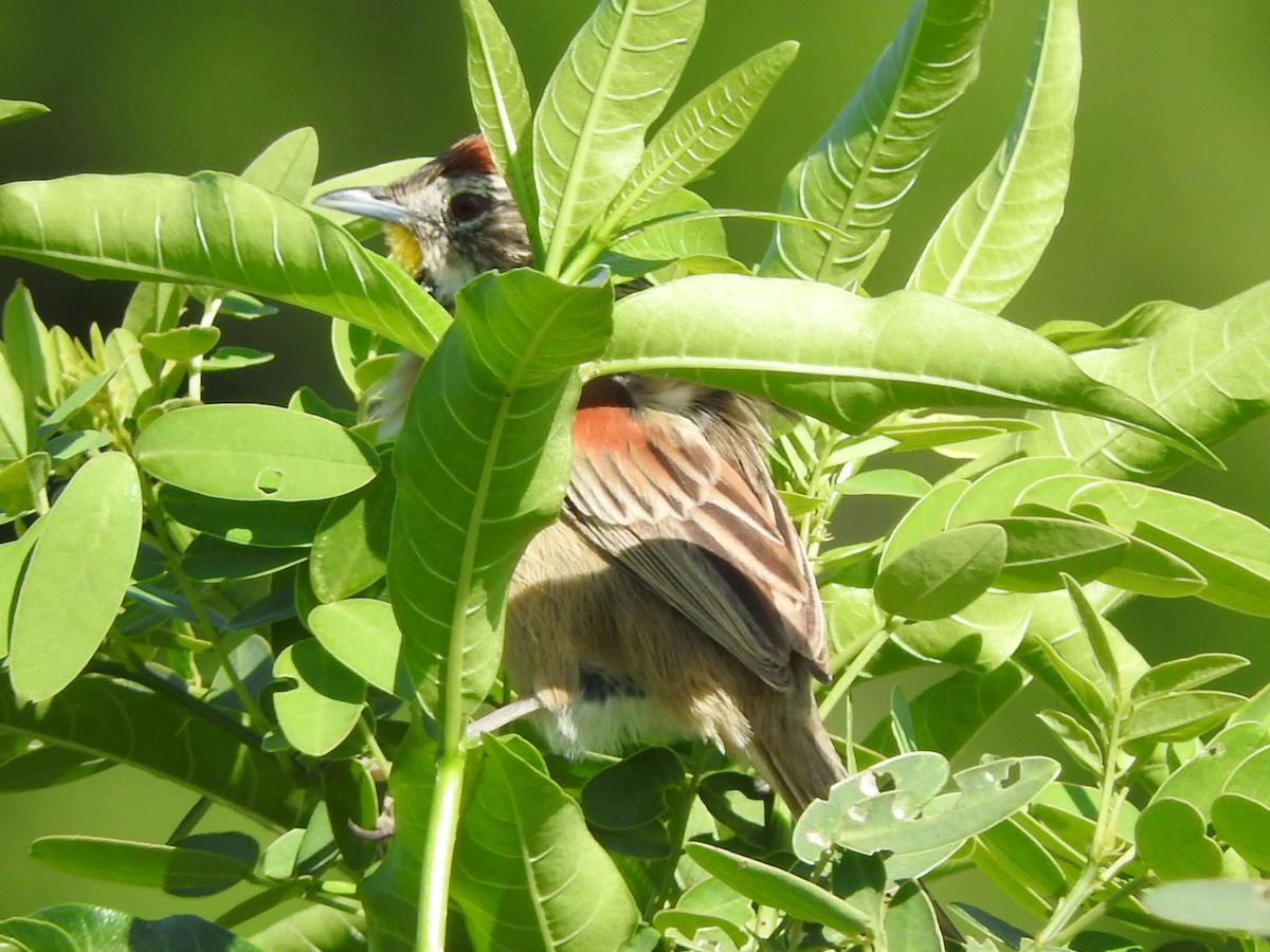 Chotoy Spinetail - ML609472193