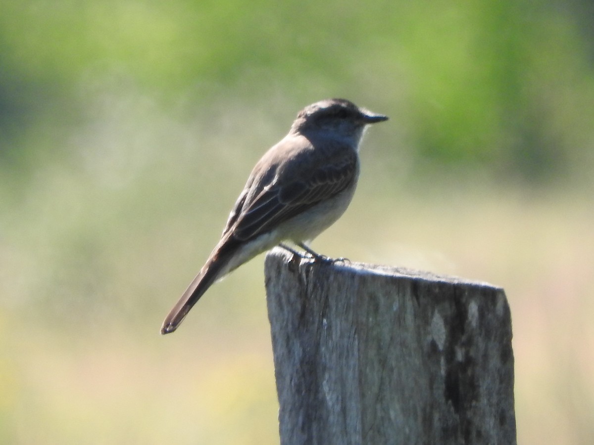 Crowned Slaty Flycatcher - Andres Alejandro  Caric