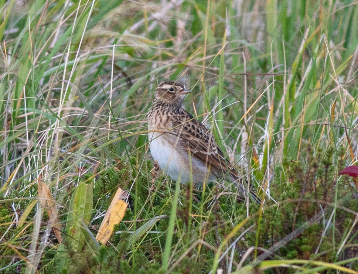 Eurasian Skylark - ML609472293