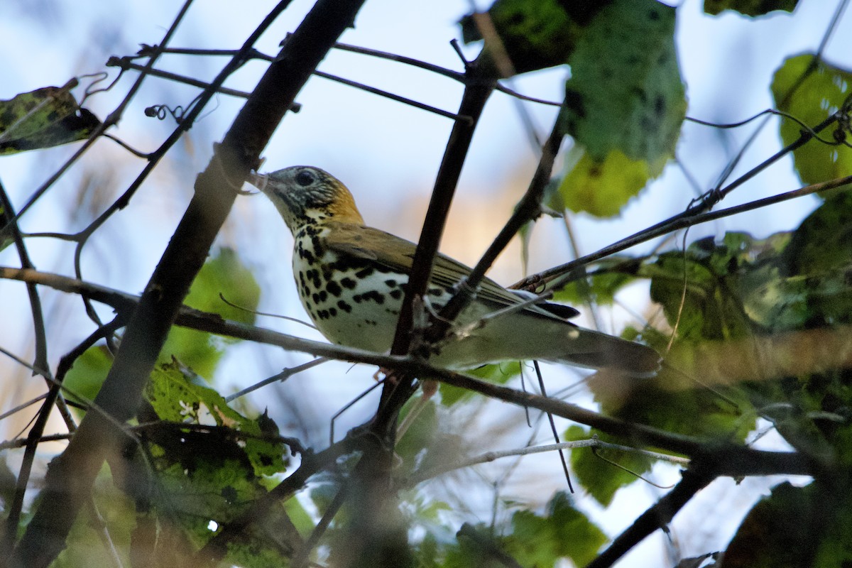 Wood Thrush - ML609472380