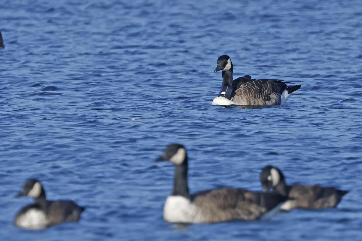 Canada Goose - ML609472512