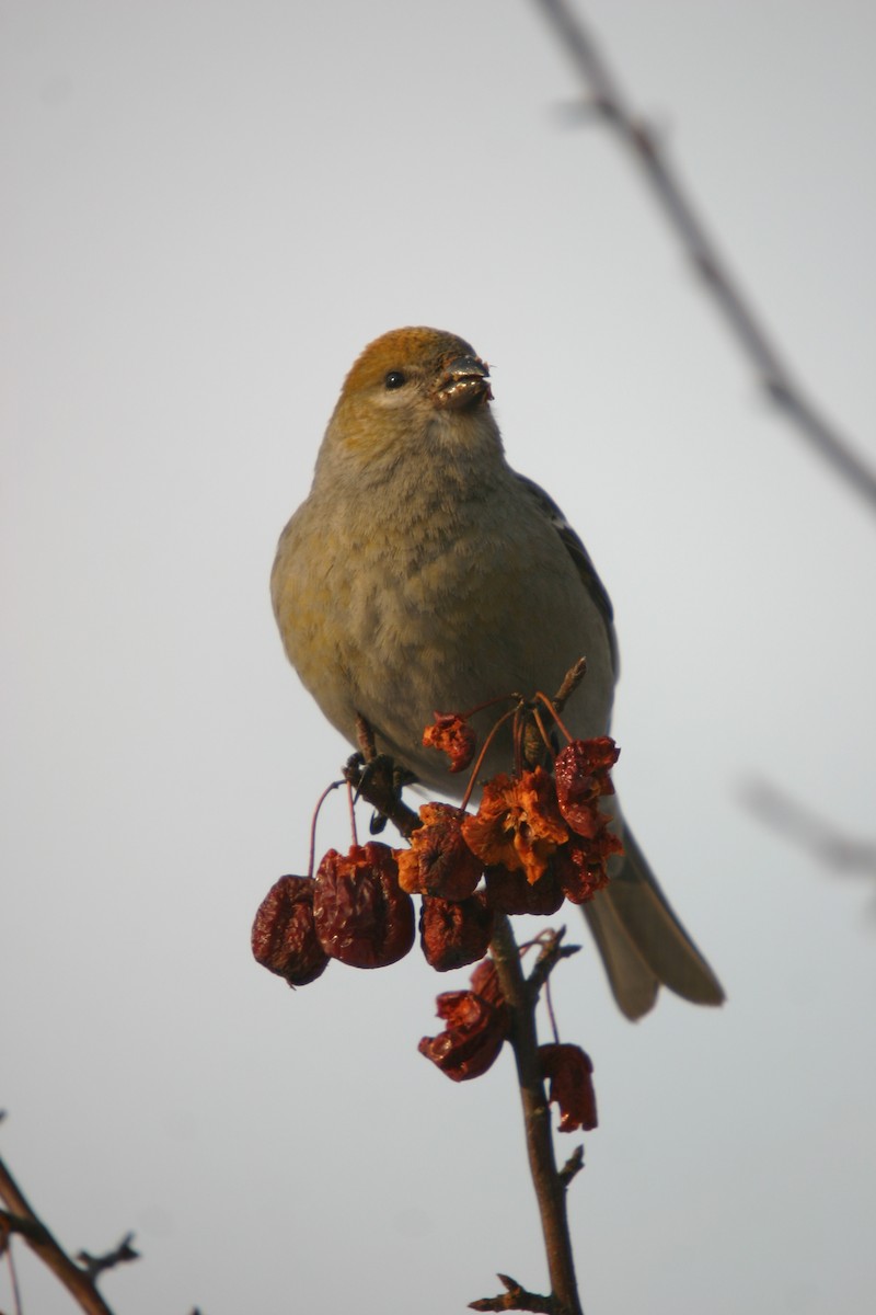 Pine Grosbeak - Andrew Markel