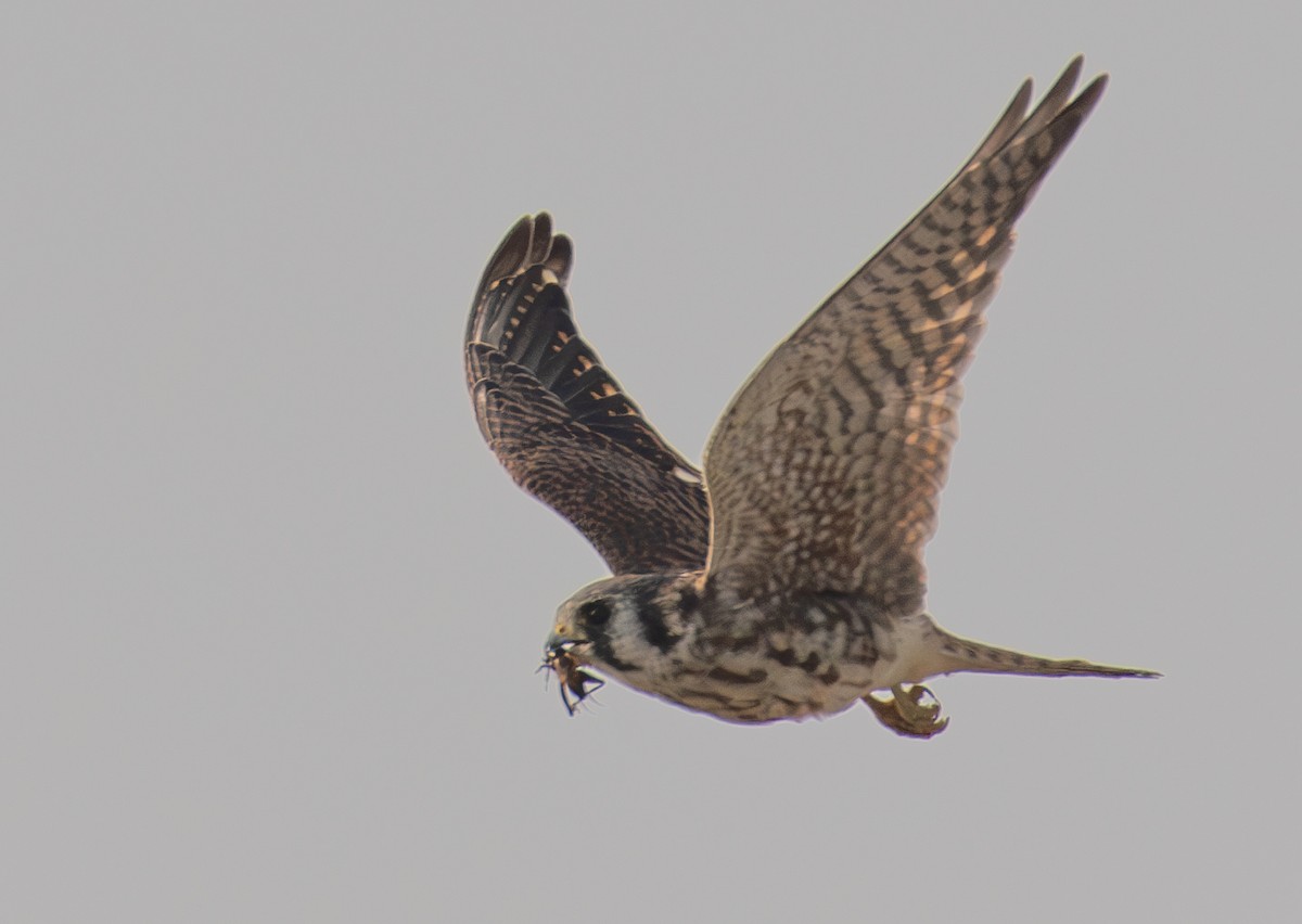 American Kestrel - ML609472548