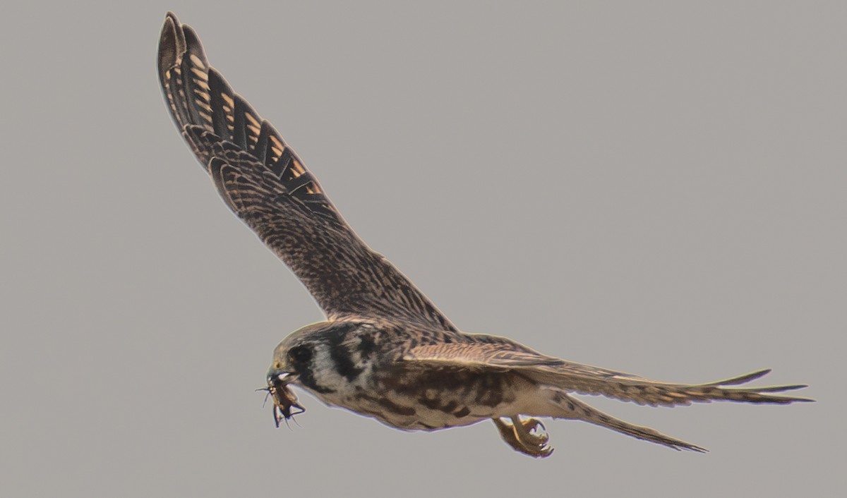 American Kestrel - ML609472549