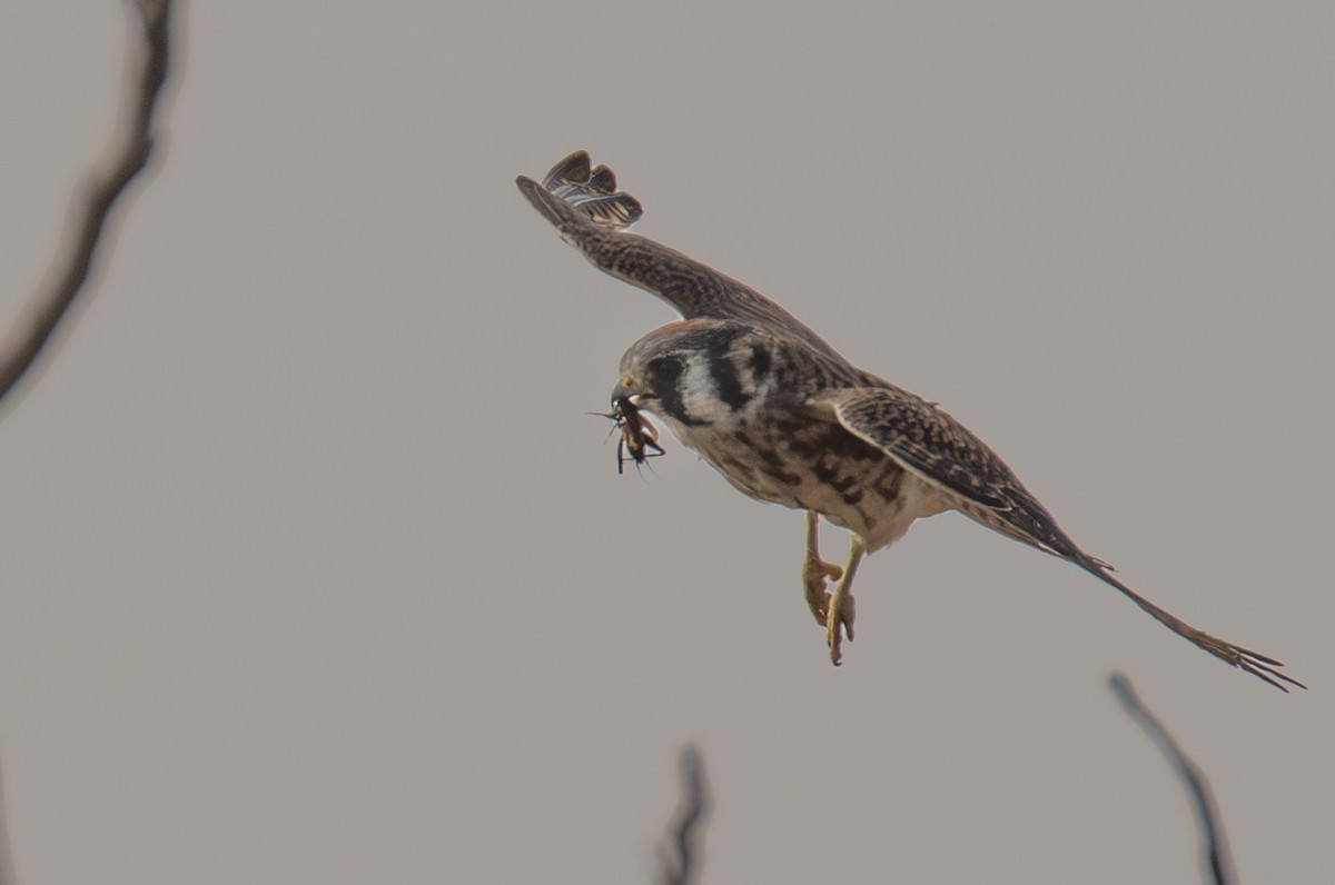 American Kestrel - ML609472550