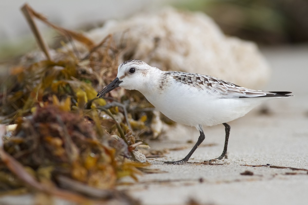 Sanderling - Miles Brengle