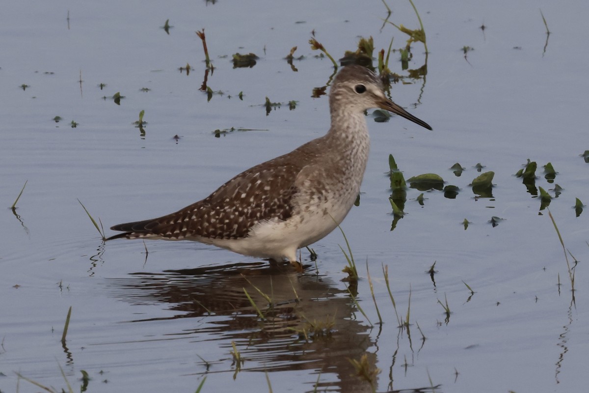 Lesser/Greater Yellowlegs - ML609472600