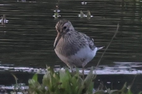 Pectoral Sandpiper - ML609472602