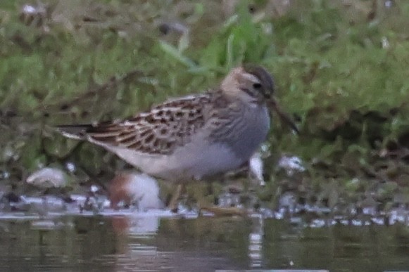 Pectoral Sandpiper - ML609472603