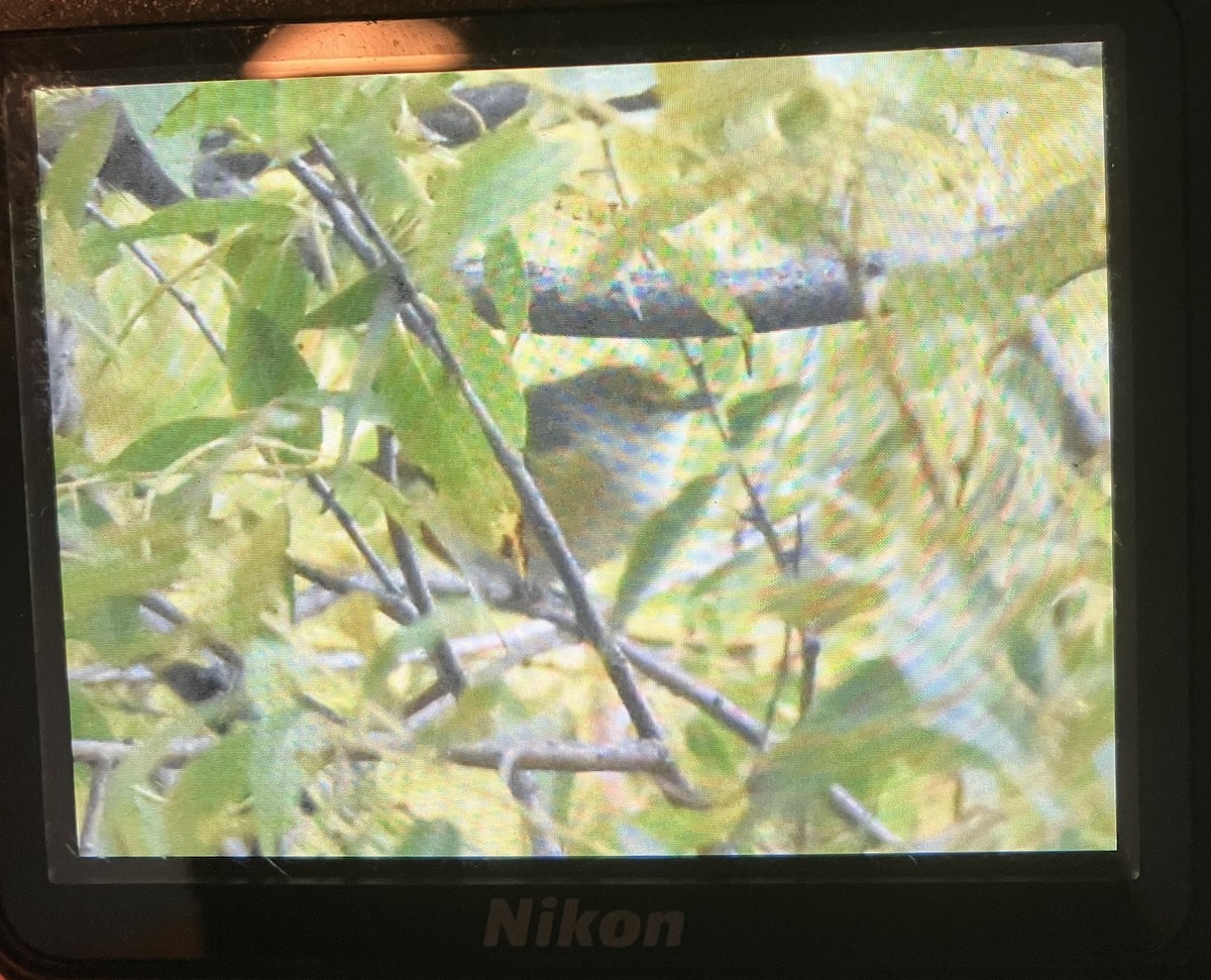 White-eyed Vireo - Luke Pheneger