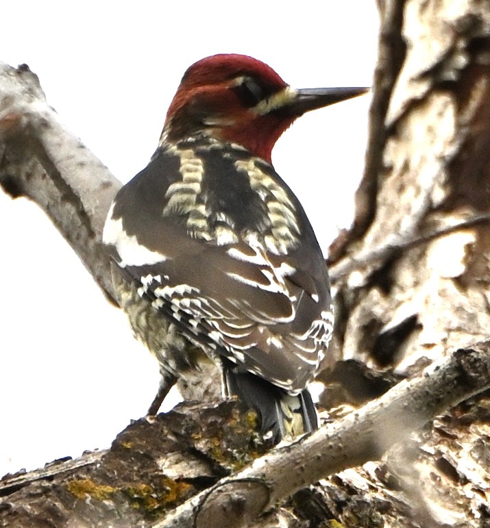 Red-breasted Sapsucker - ML609472661