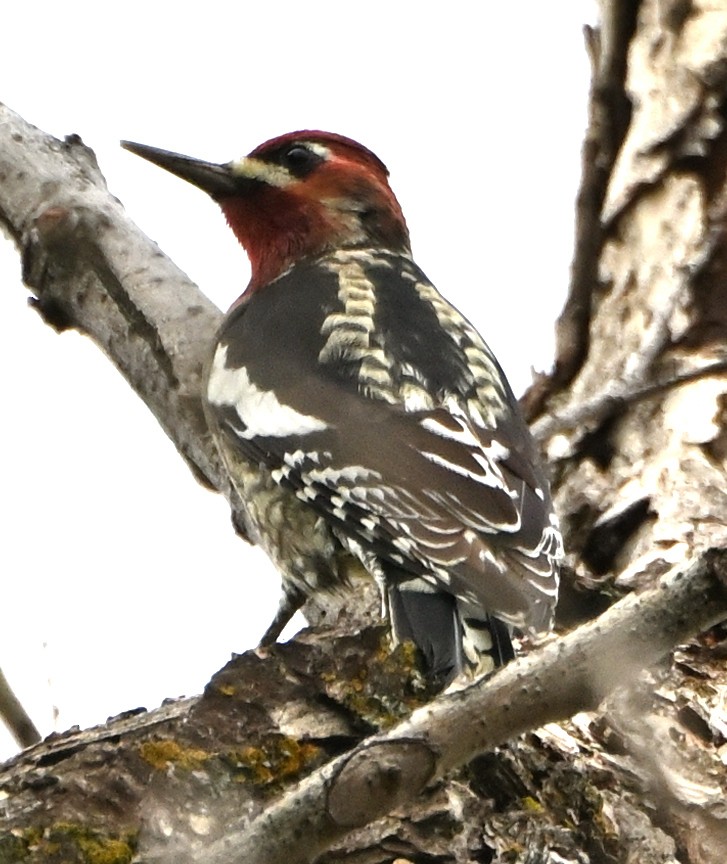 Red-breasted Sapsucker - ML609472662