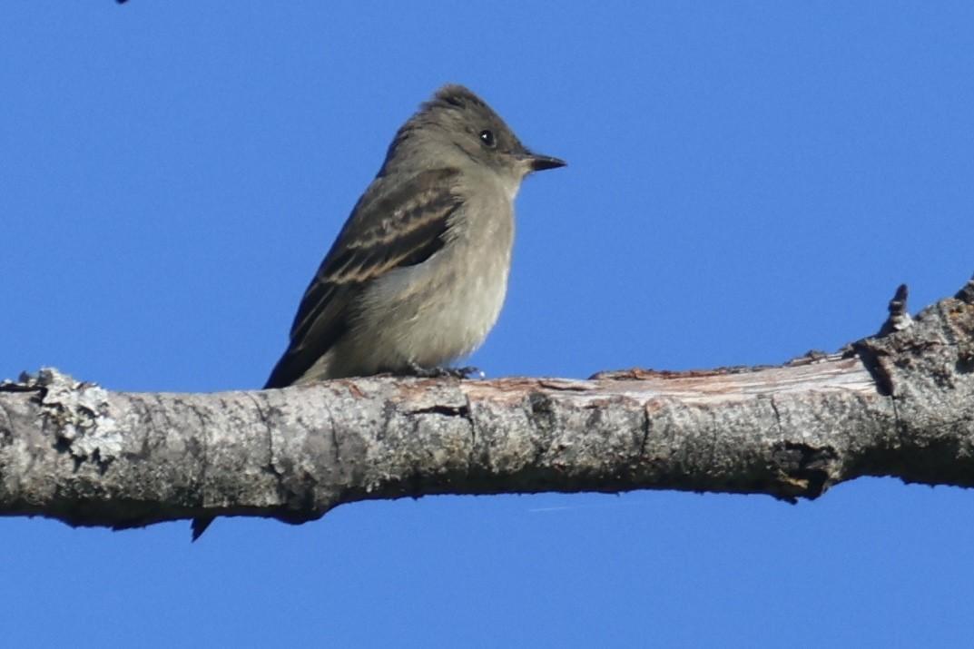 Western Wood-Pewee - ML609472666