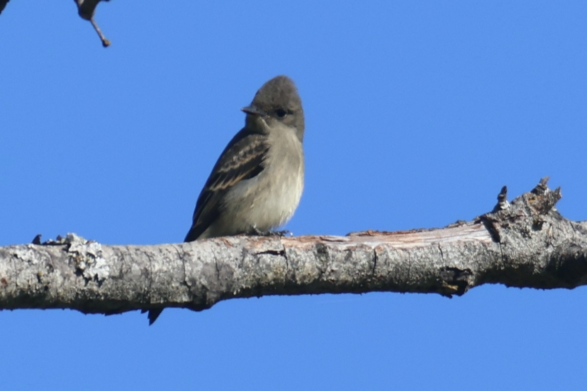 Western Wood-Pewee - ML609472668