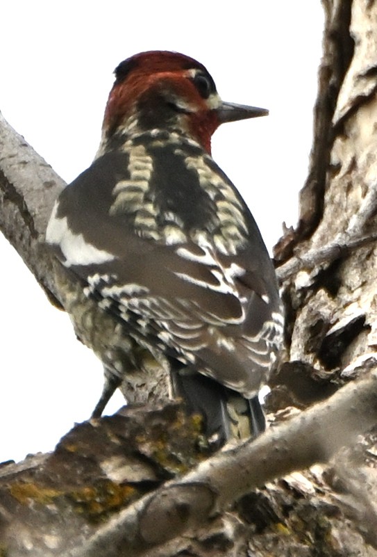 Red-breasted Sapsucker - ML609472669