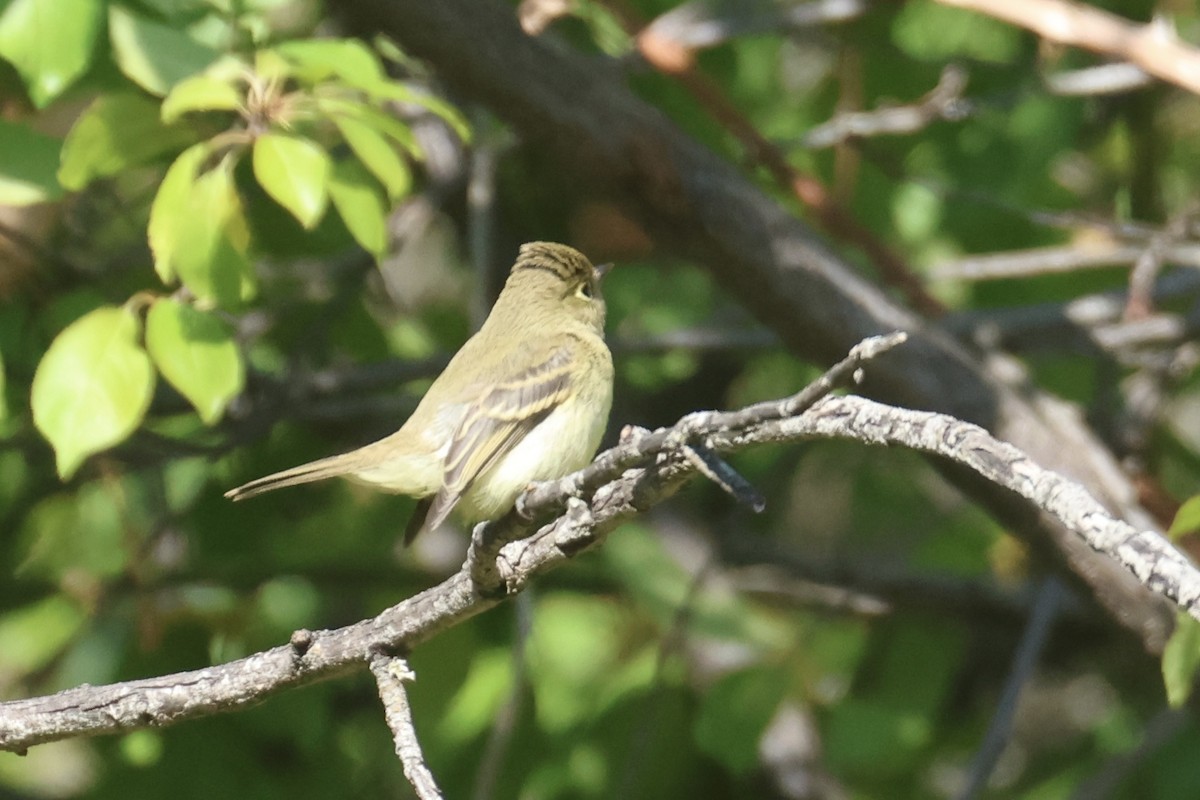 Western Flycatcher (Pacific-slope) - ML609472675