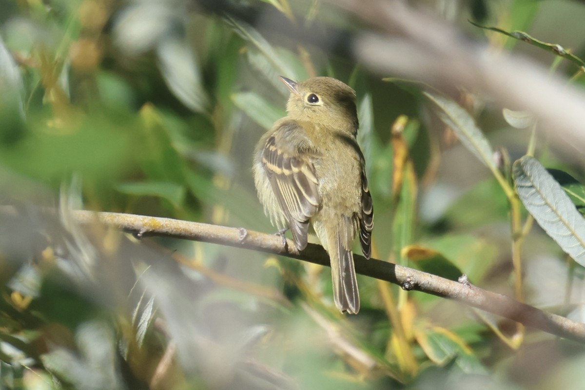 Western Flycatcher (Pacific-slope) - ML609472676