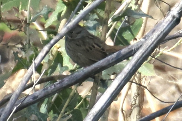 Swamp Sparrow - ML609472684