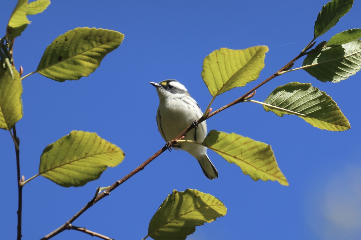 Black-throated Gray Warbler - ML609472701