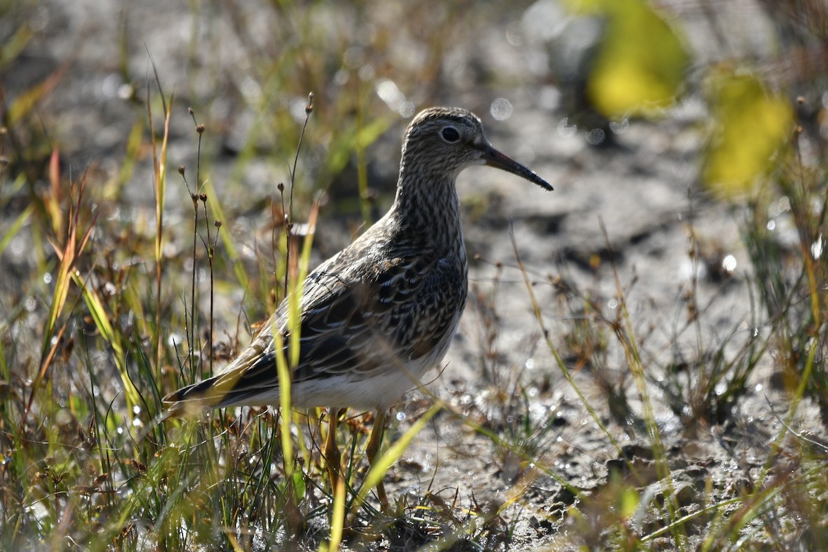 Graubrust-Strandläufer - ML609472749