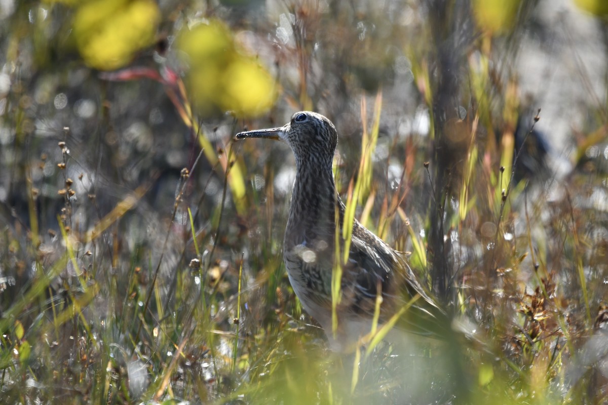 Pectoral Sandpiper - ML609472750