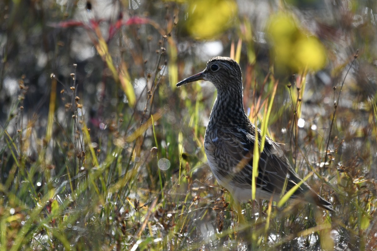 アメリカウズラシギ - ML609472751