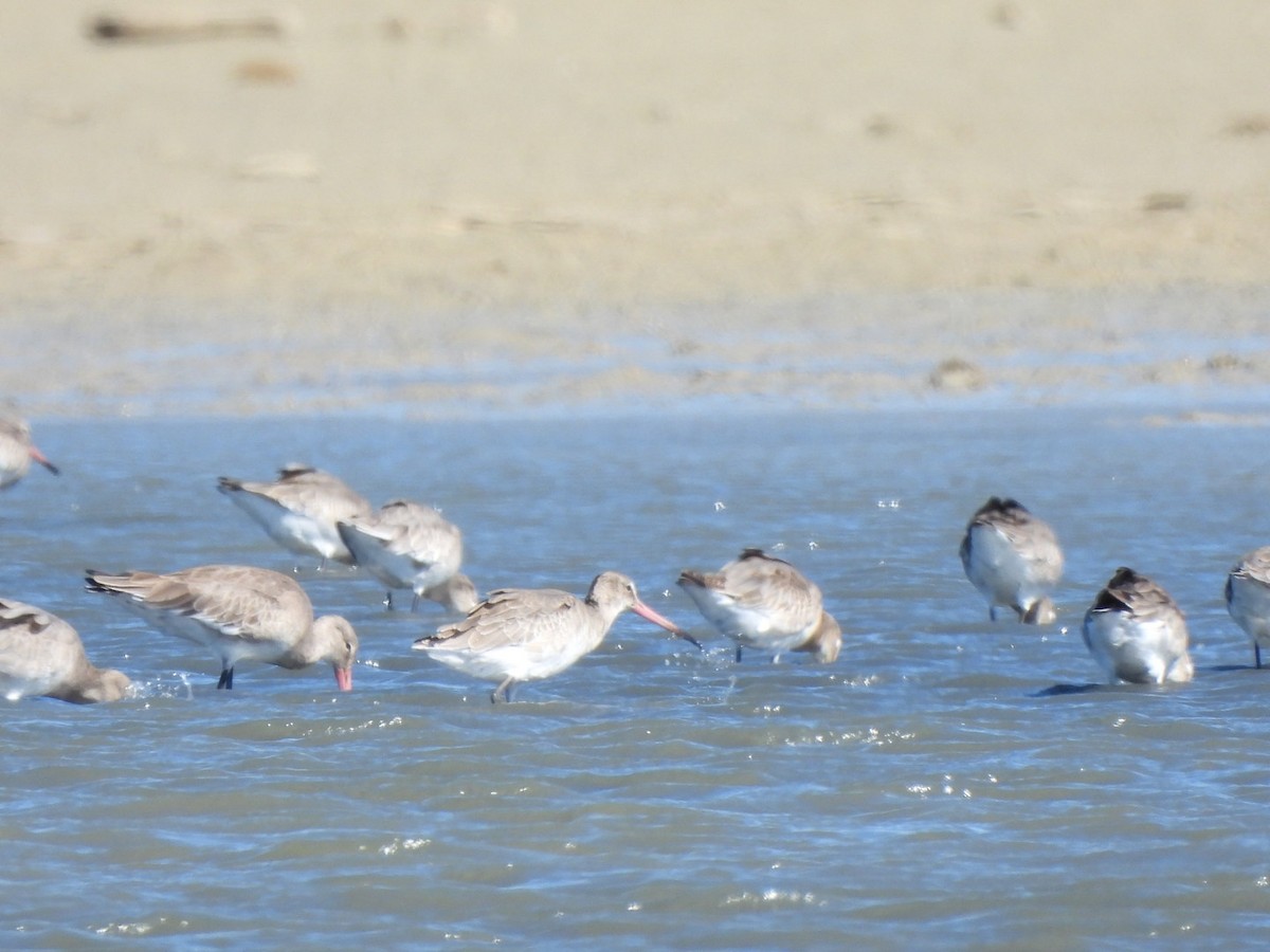 Black-tailed Godwit - Rebecca  Hart