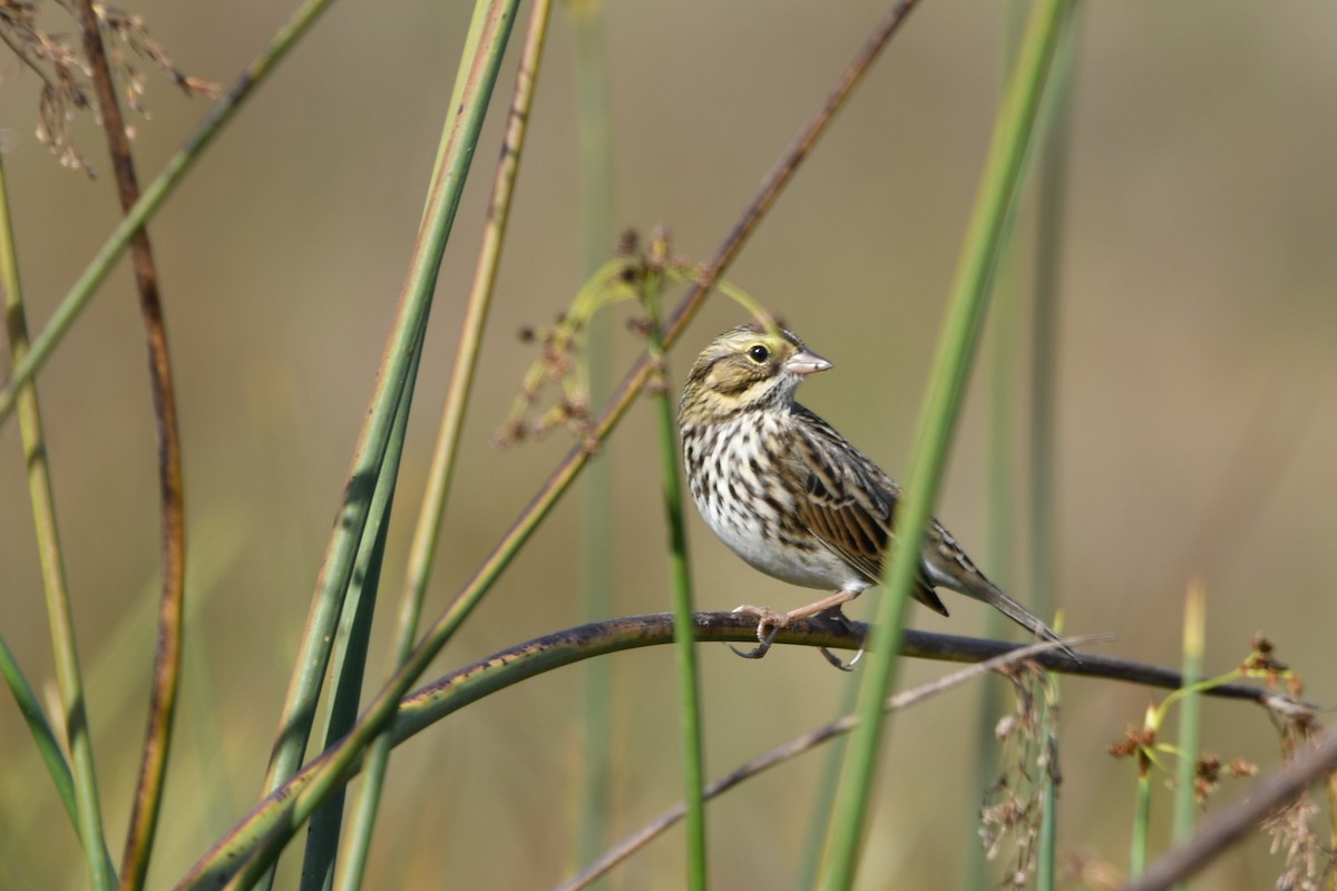 Savannah Sparrow - ML609472795