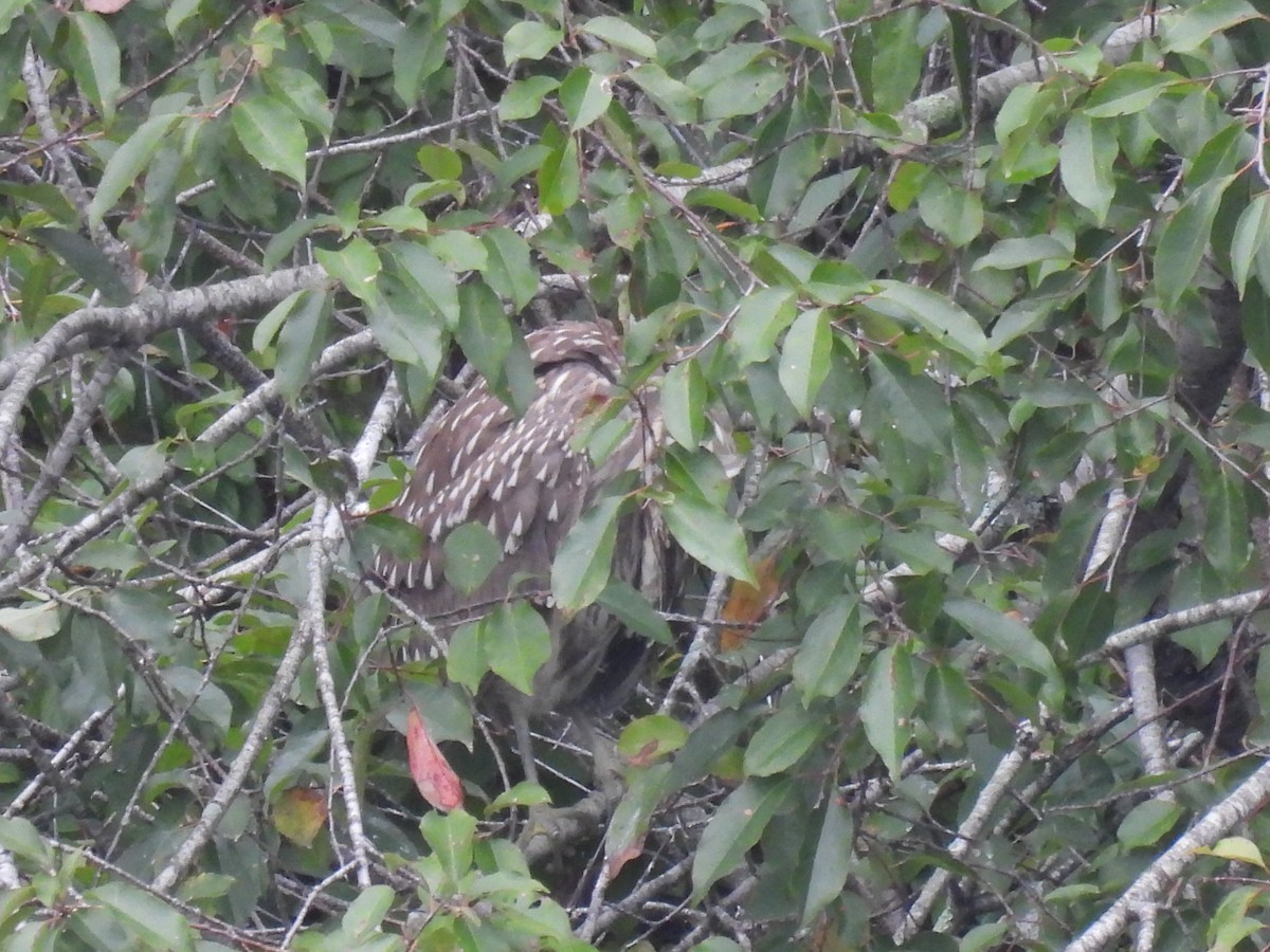 Black-crowned Night Heron - ML609472876