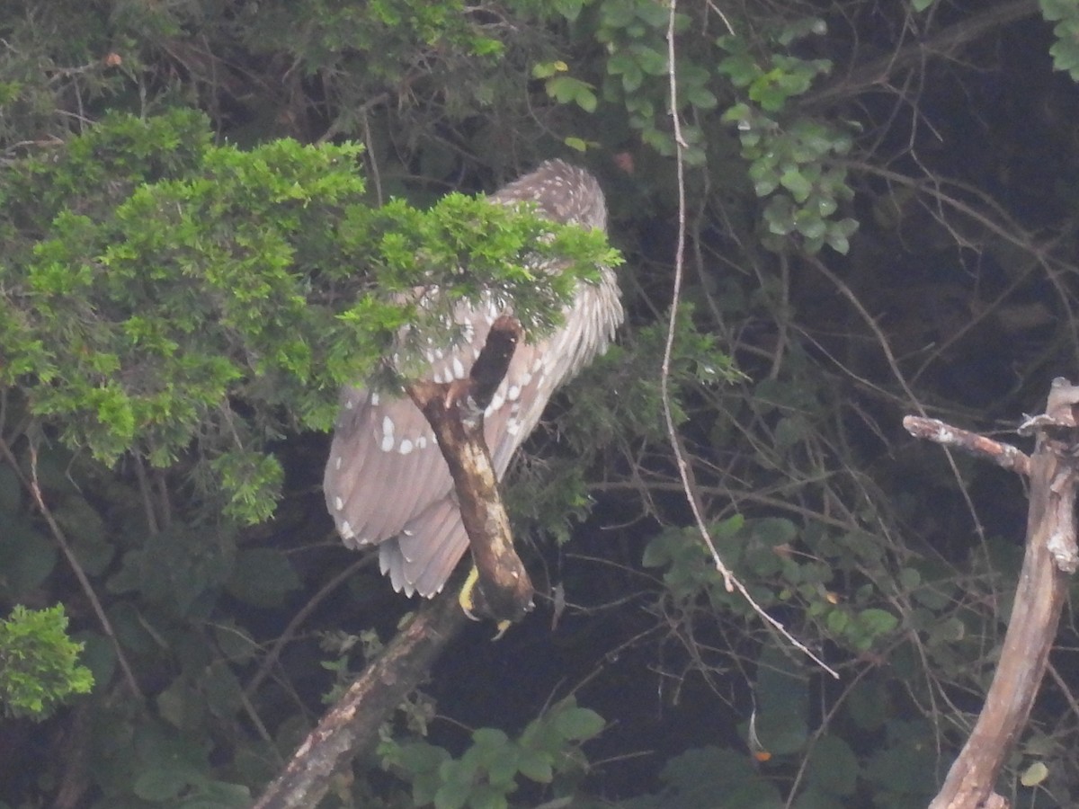 Black-crowned Night Heron - ML609472882