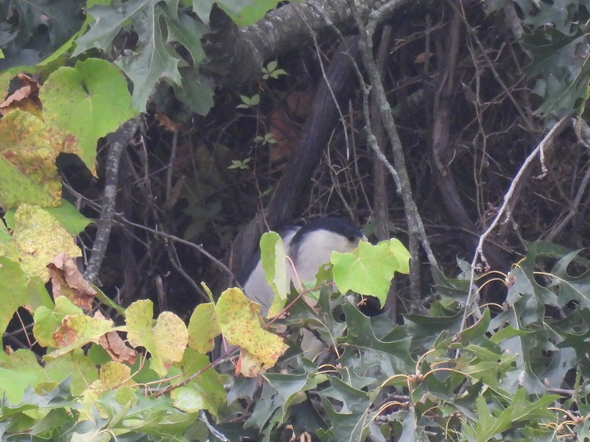 Black-crowned Night Heron - ML609472884