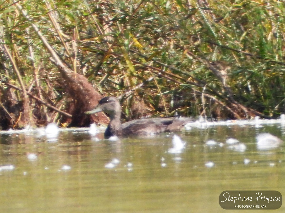 American Black Duck - ML609473073