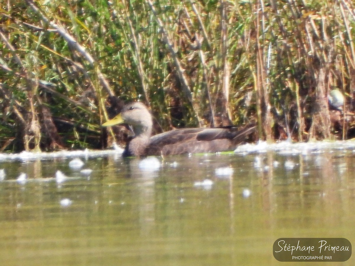 American Black Duck - ML609473079