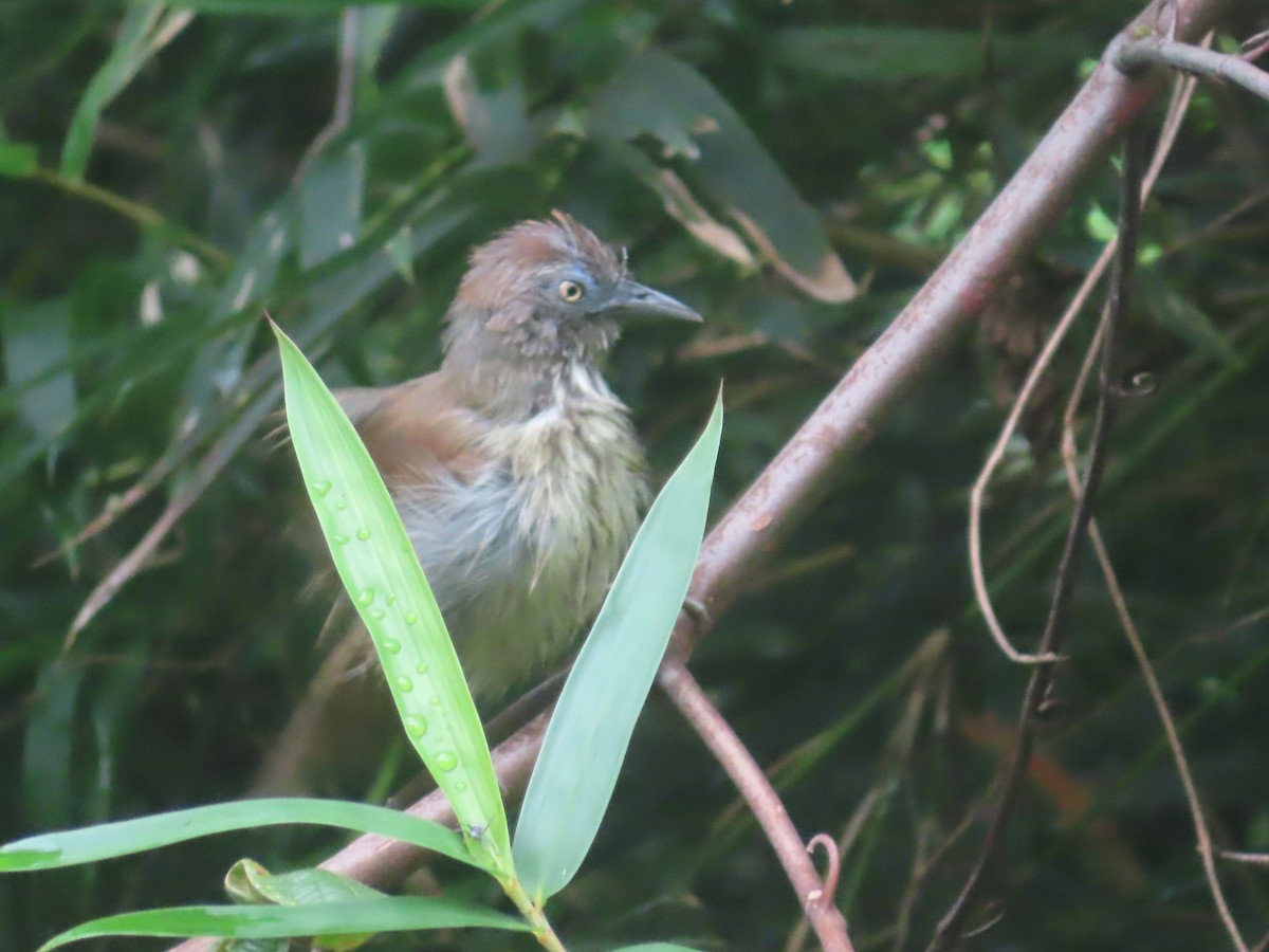 Bold-striped Tit-Babbler - ML609473137