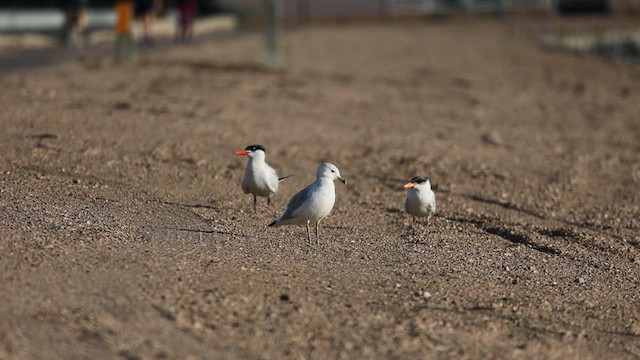 Caspian Tern - ML609473268